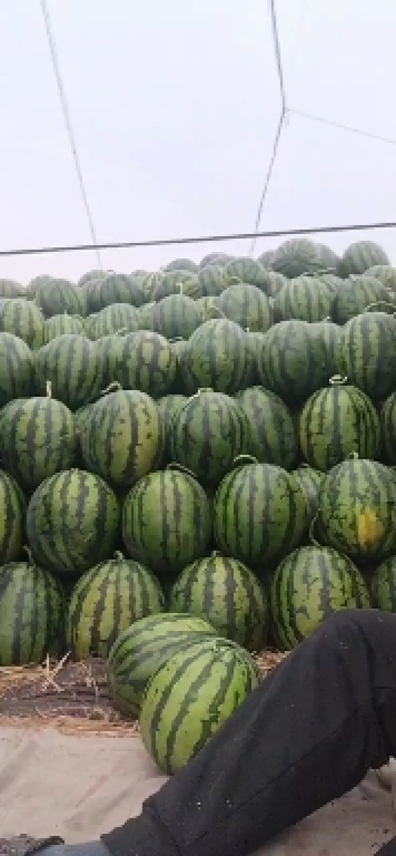 精品甜王西瓜，万亩基地直发，包熟包甜口感好，量大价优