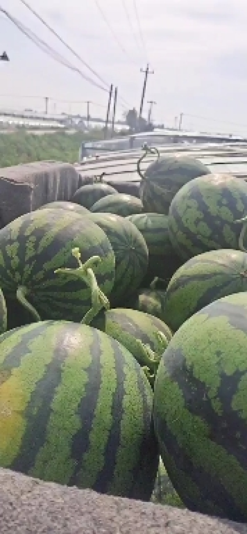 精品甜王西瓜，万亩基地直发，包熟包甜口感好，量大价优