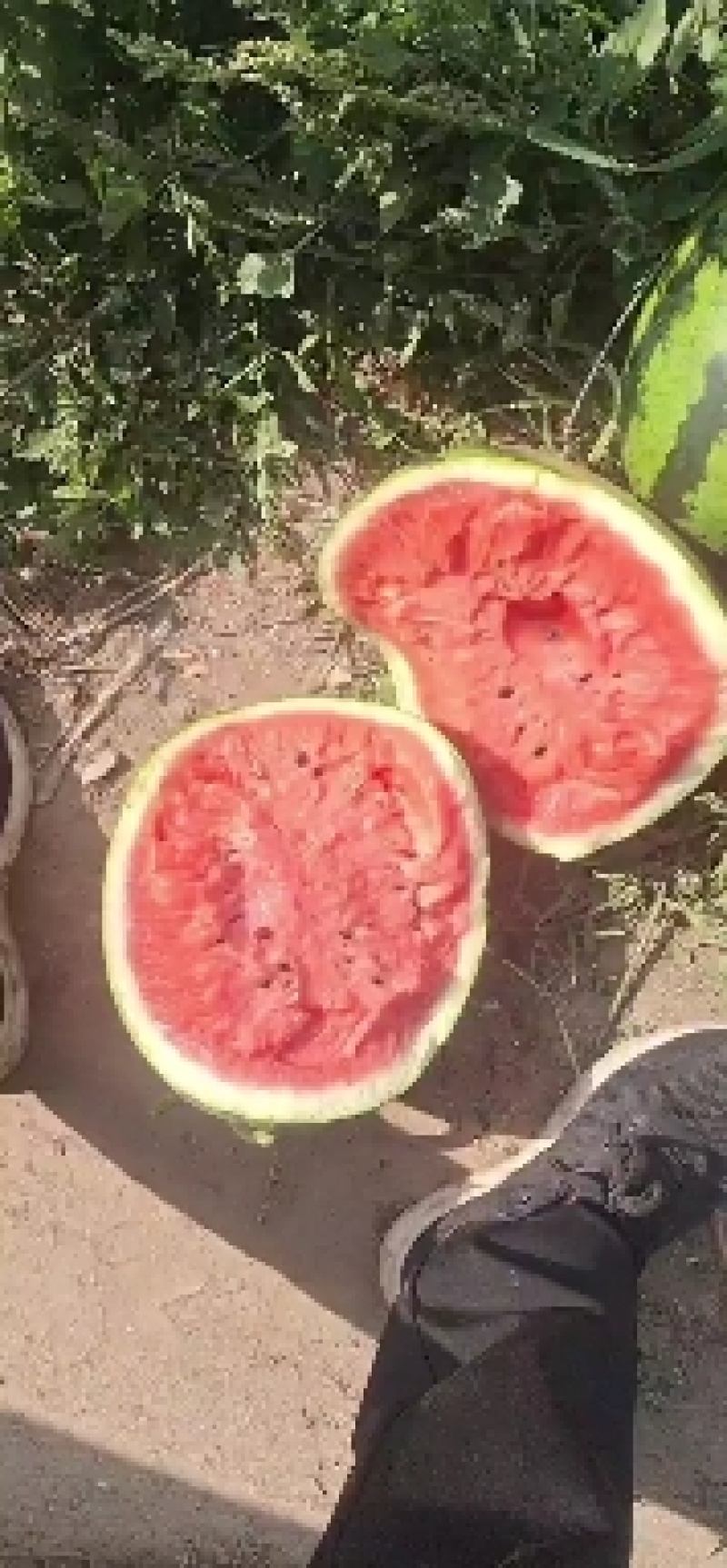 精品甜王西瓜，万亩基地直发，包熟包甜口感好，量大价优