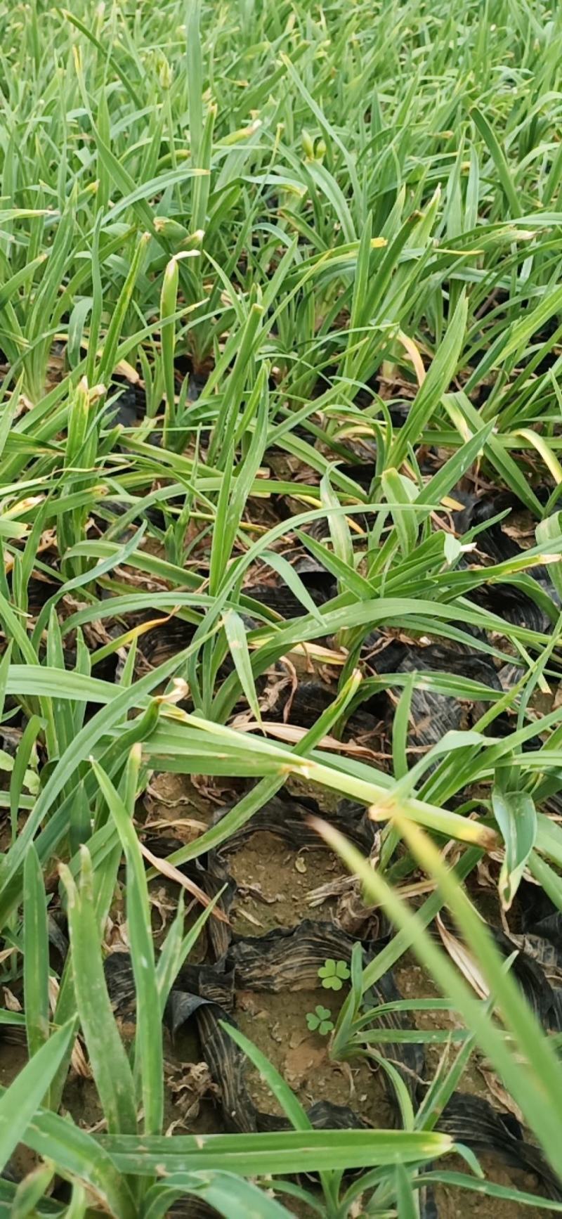 金娃娃萱草苗圃直发，欢迎询价，价格低，质量好