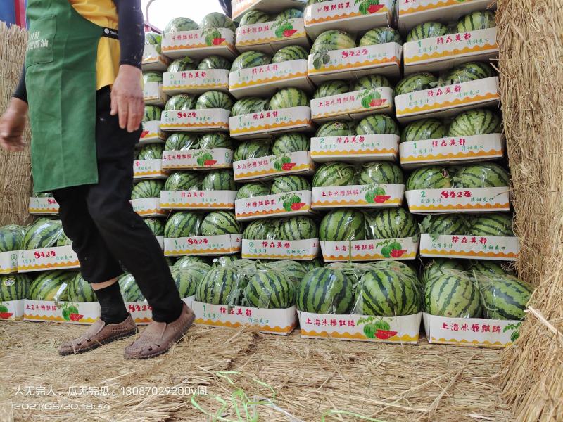 夏邑优选【精品头茬无籽美都西瓜】保质保量不熟退货对接超市