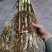 芦苇