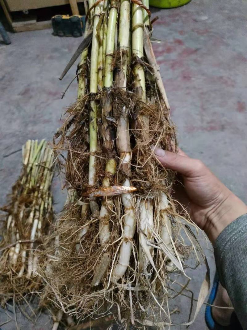 芦苇