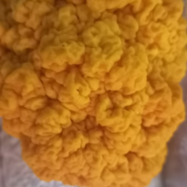 金耳，黄木耳，金耳菌种，试管，原种，栽培种