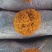 金耳，黄木耳，金耳菌种，试管，原种，栽培种