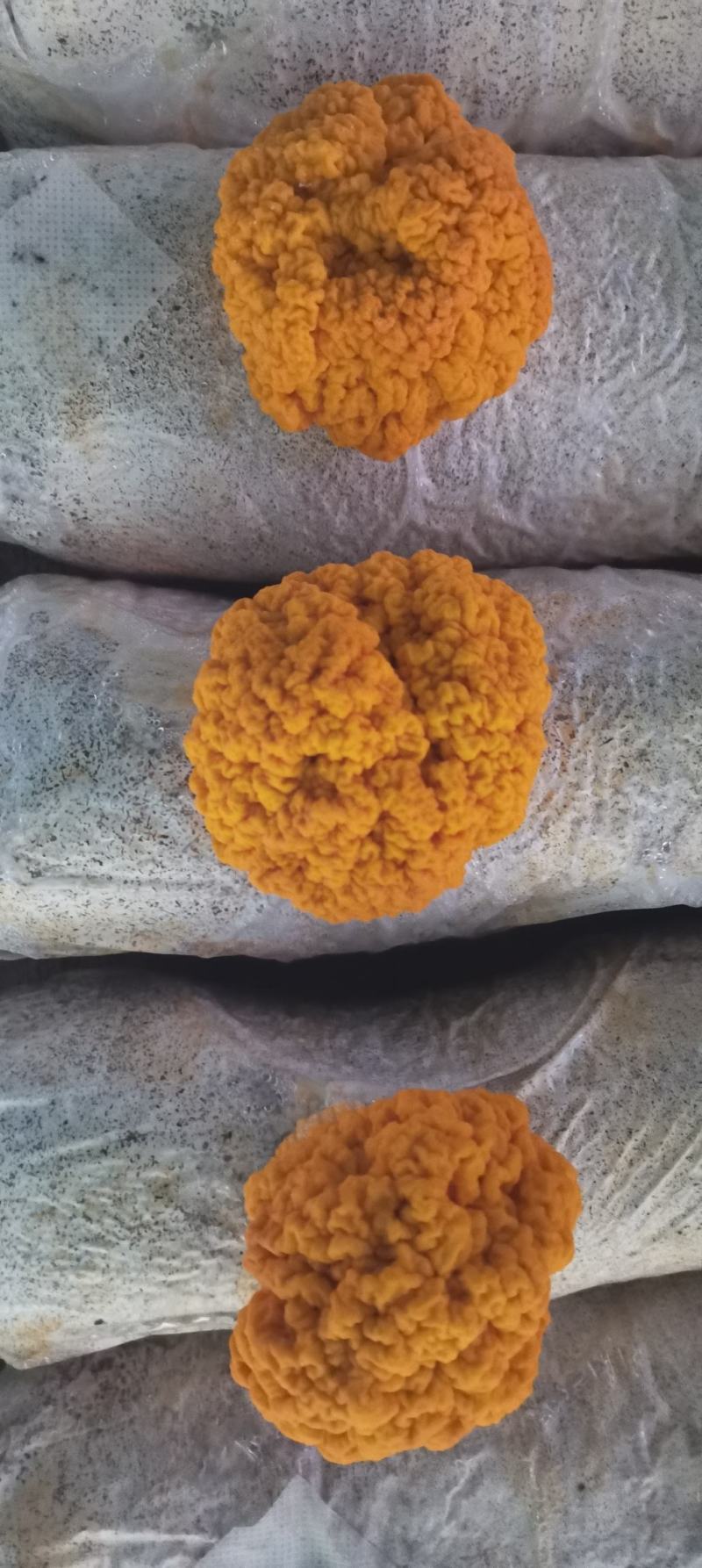 金耳，黄木耳，金耳菌种，试管，原种，栽培种