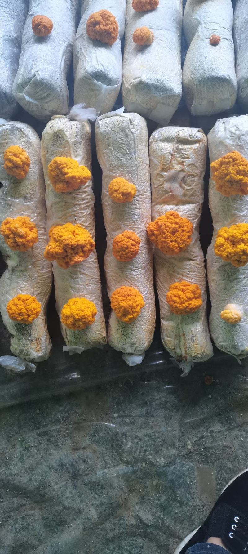 金耳，黄木耳，金耳菌种，试管，原种，栽培种