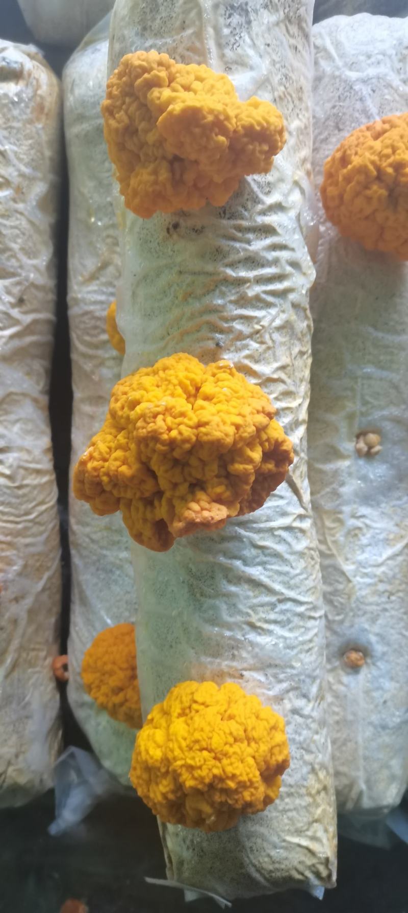 金耳，黄木耳，金耳菌种，试管，原种，栽培种