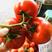 四川，串果番茄，粉果番茄，大量上市，2～4万斤