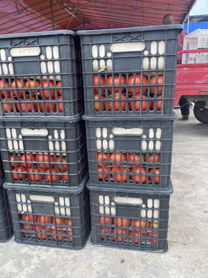 四川，串果番茄，粉果番茄，大量上市，2～4万斤