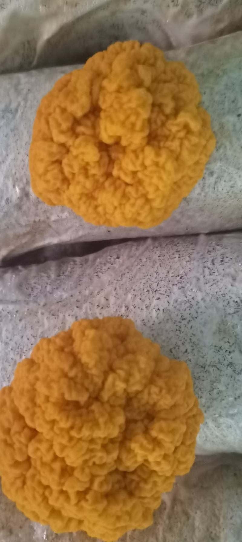 金耳含有蛋白质，脂肪，钙，磷，铁等微量元素，