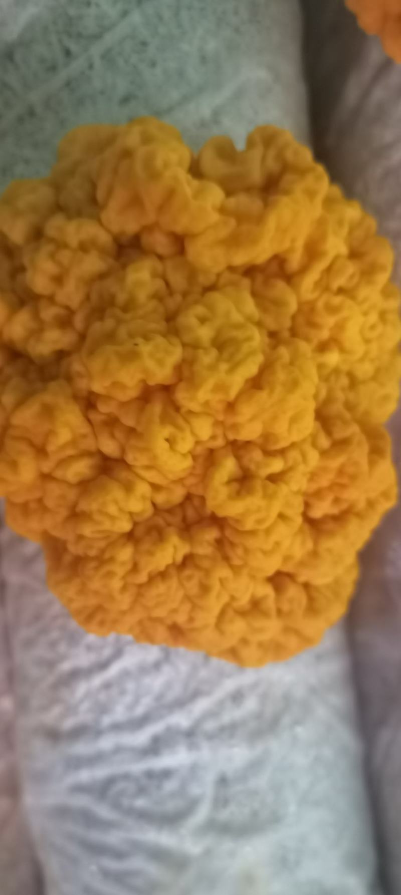 金耳含有蛋白质，脂肪，钙，磷，铁等微量元素，