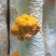 金耳含有蛋白质，脂肪，钙，磷，铁等微量元素，