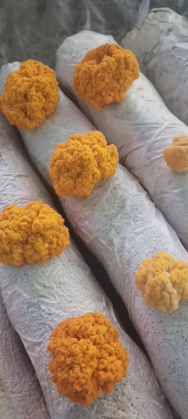 金耳含有蛋白质，脂肪，钙，磷，铁等微量元素，