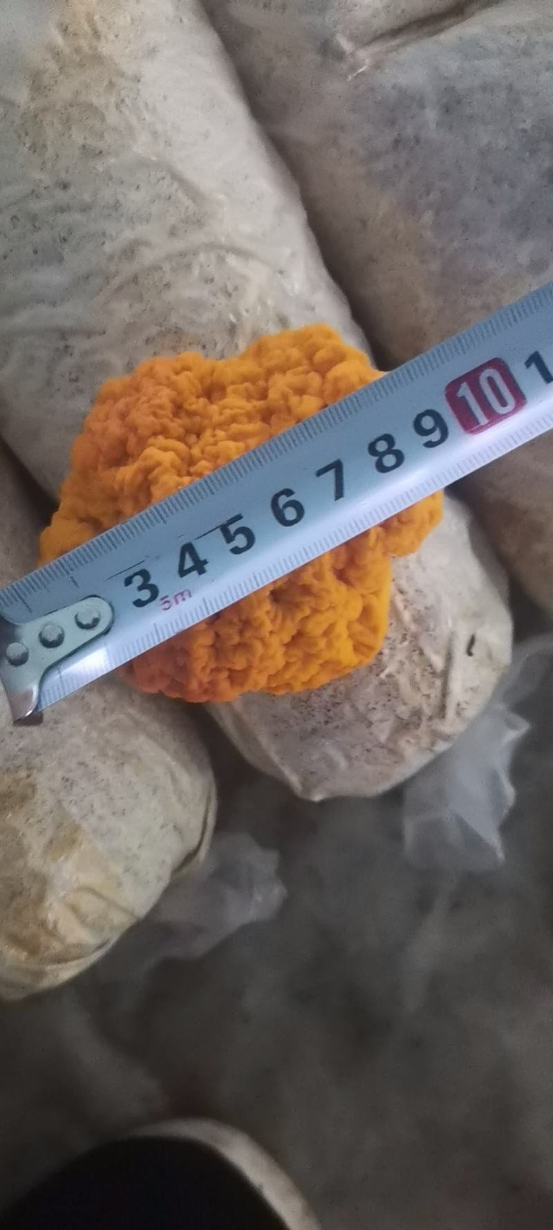 金耳含有蛋白质，脂肪，钙，磷，铁等微量元素，