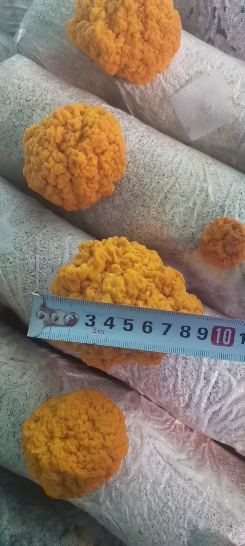 金耳含有蛋白质，脂肪，钙，磷，铁等微量元素，