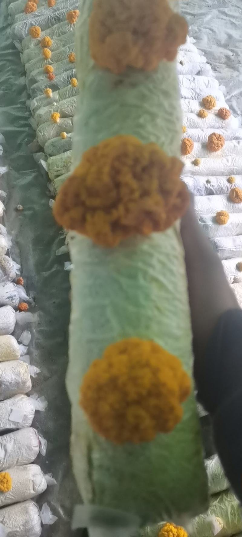 金耳含有蛋白质，脂肪，钙，磷，铁等微量元素，