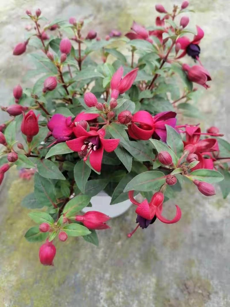 精品倒挂金钟/花卉盆景/观花植物盆型饱满