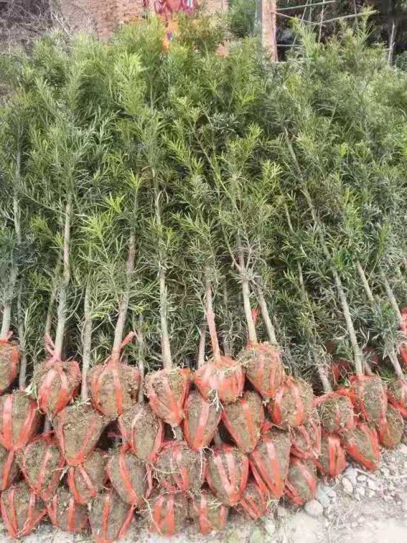 罗汉松2-3公分自家苗圃一手货源产地批全国发货精品苗发货