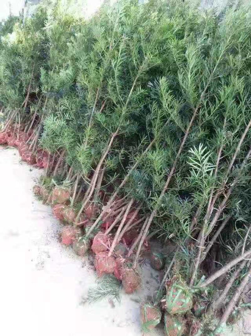 罗汉松2-3公分自家苗圃一手货源产地批全国发货精品苗发货