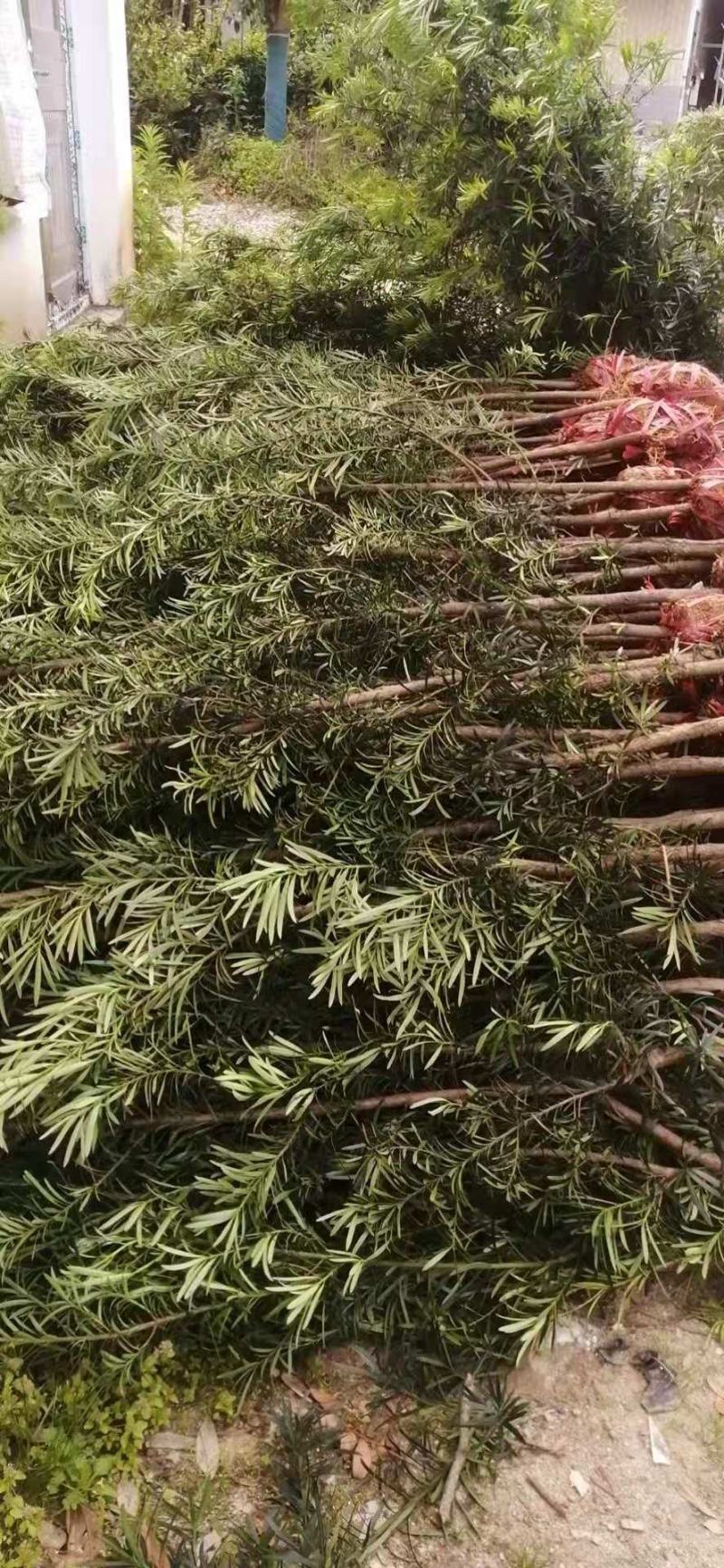 罗汉松2-3公分自家苗圃一手货源产地批全国发货精品苗发货