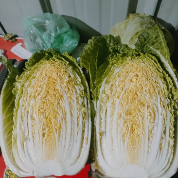 精品黄心大白菜（金翡翠）大量上市中，产地直供，价格便宜。