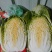 精品黄心大白菜（金翡翠）大量上市中，产地直供，价格便宜。