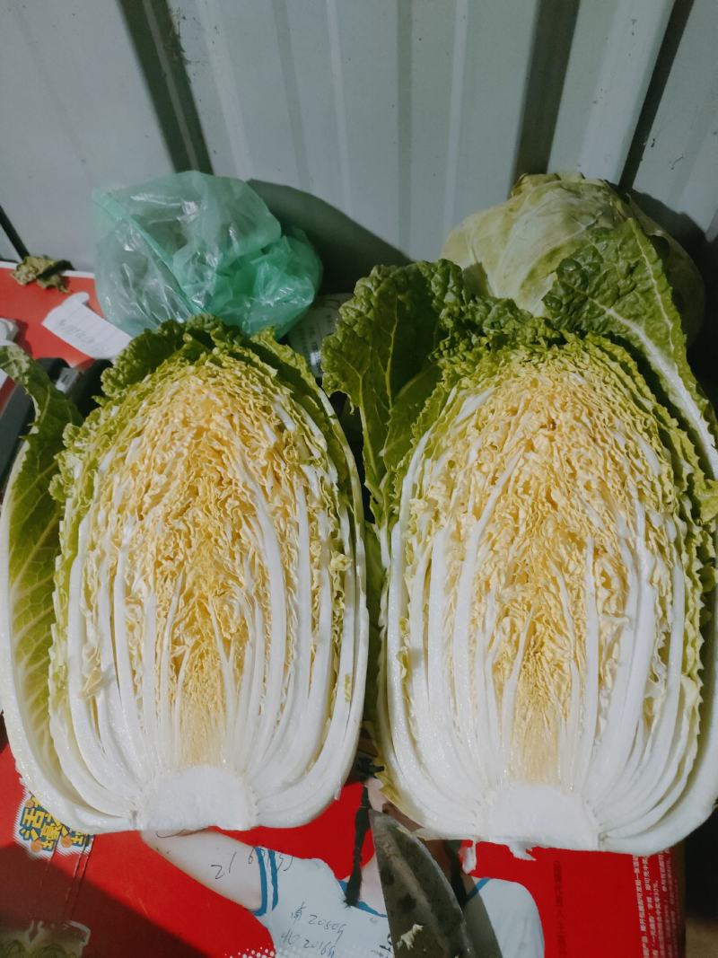 精品黄心大白菜（金翡翠）大量上市中，产地直供，价格便宜。