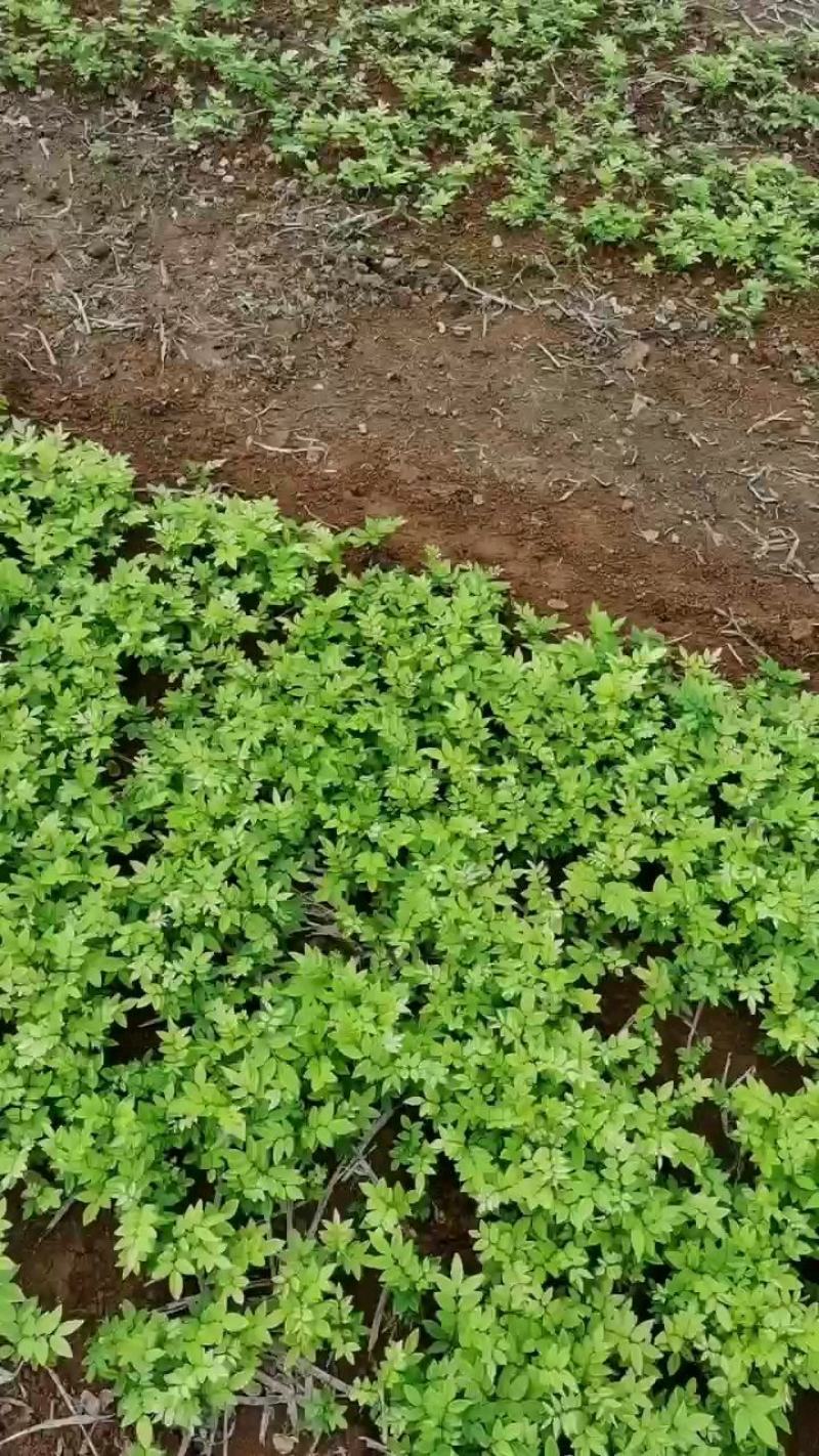 黄花梨小苗，数量10万株，植株健壮，根系发达。