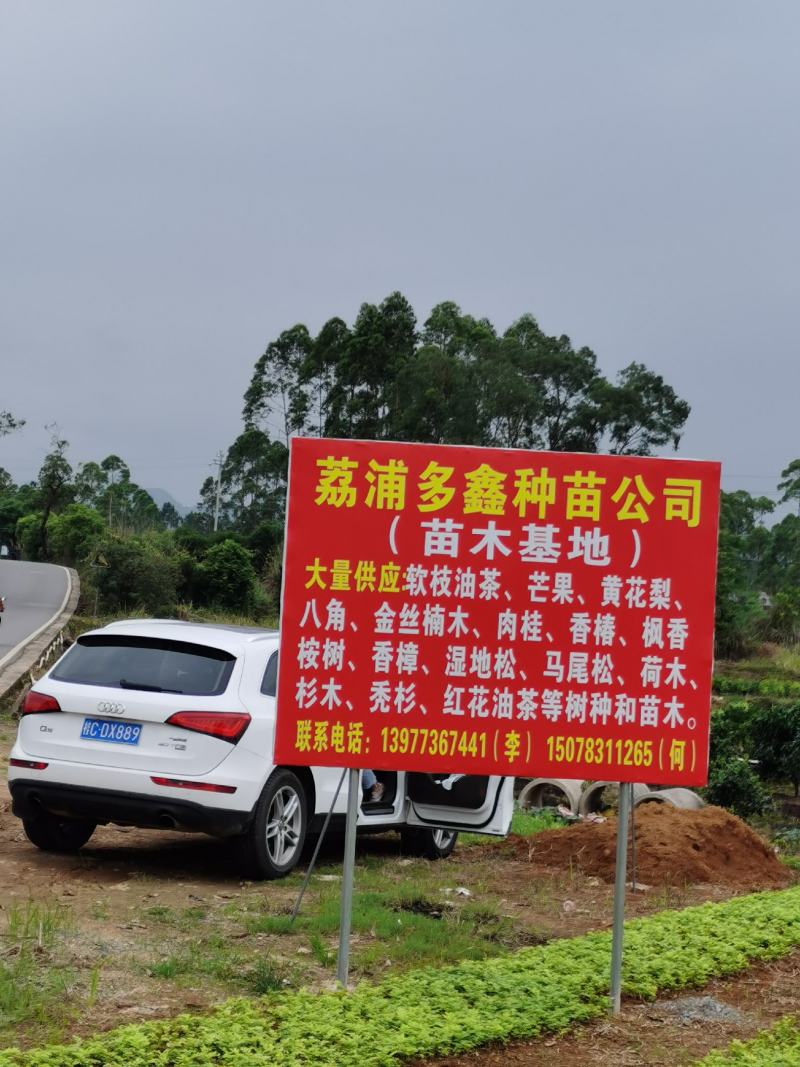 黄花梨小苗，数量10万株，植株健壮，根系发达。
