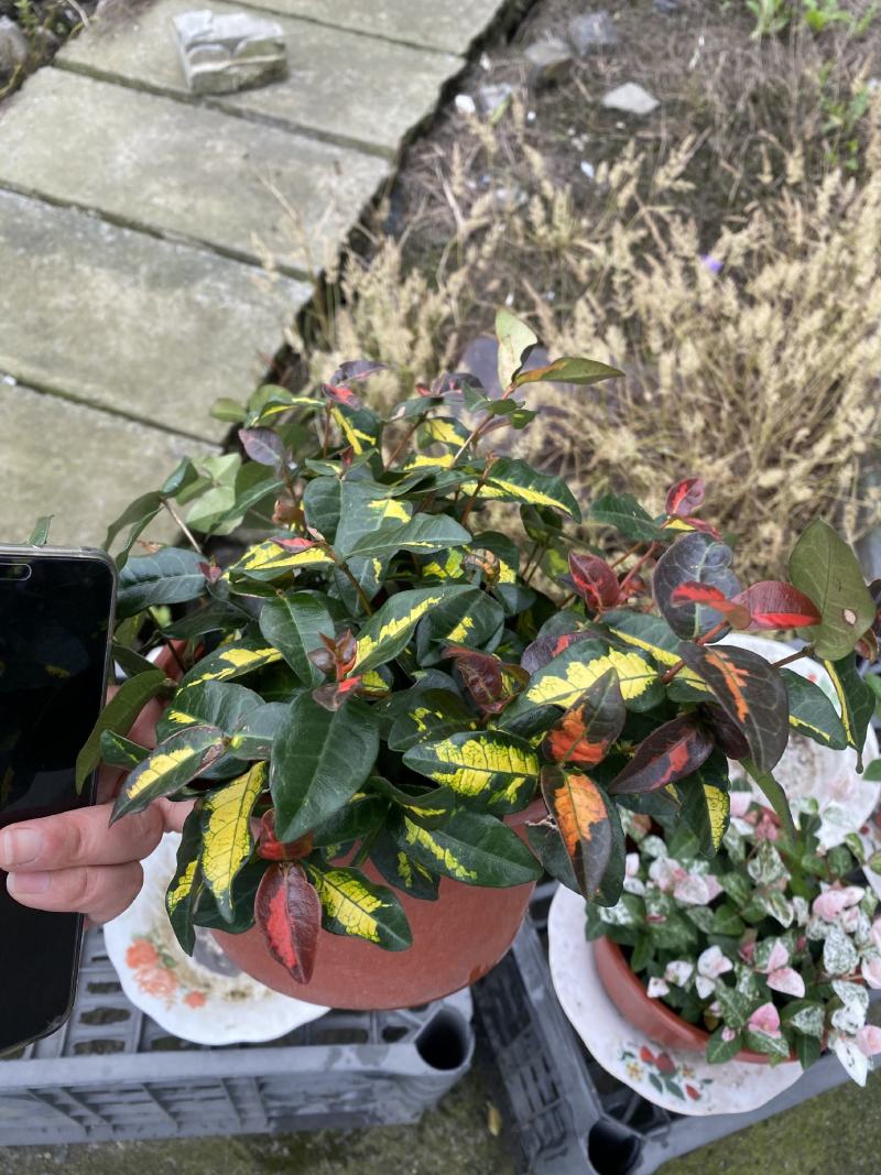 花叶落石/观赏植物/颜色丰富/基地直销货源