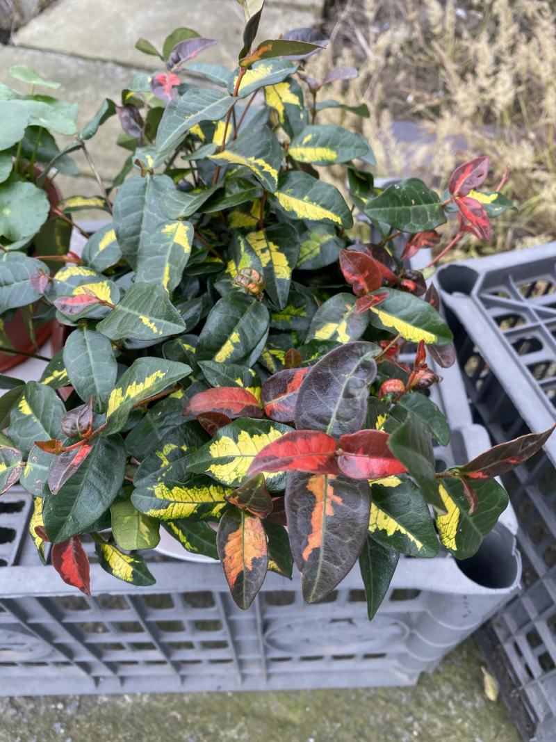 花叶落石/观赏植物/颜色丰富/基地直销货源