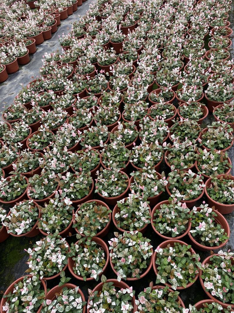 花叶落石/观赏植物/颜色丰富/基地直销货源