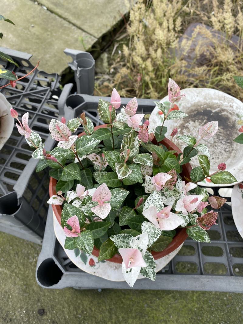 花叶落石/观赏植物/颜色丰富/基地直销货源