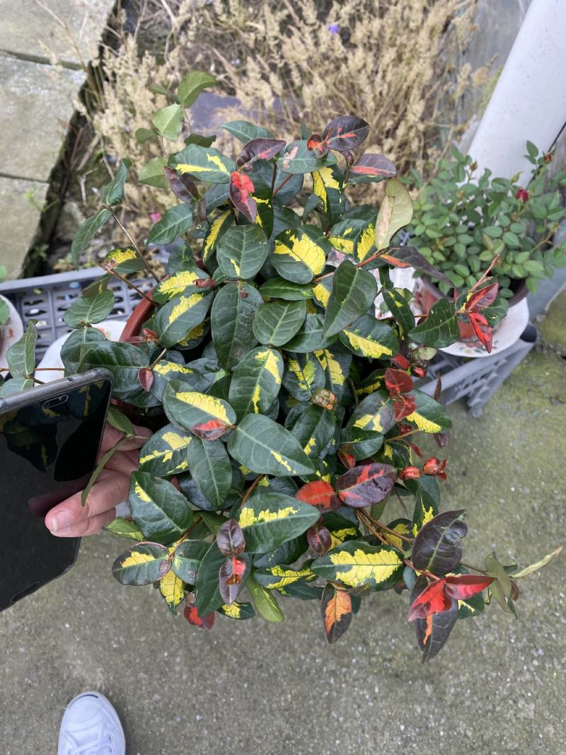 花叶落石/观赏植物/颜色丰富/基地直销货源
