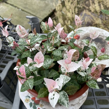 花叶落石/观赏植物/颜色丰富/基地直销货源
