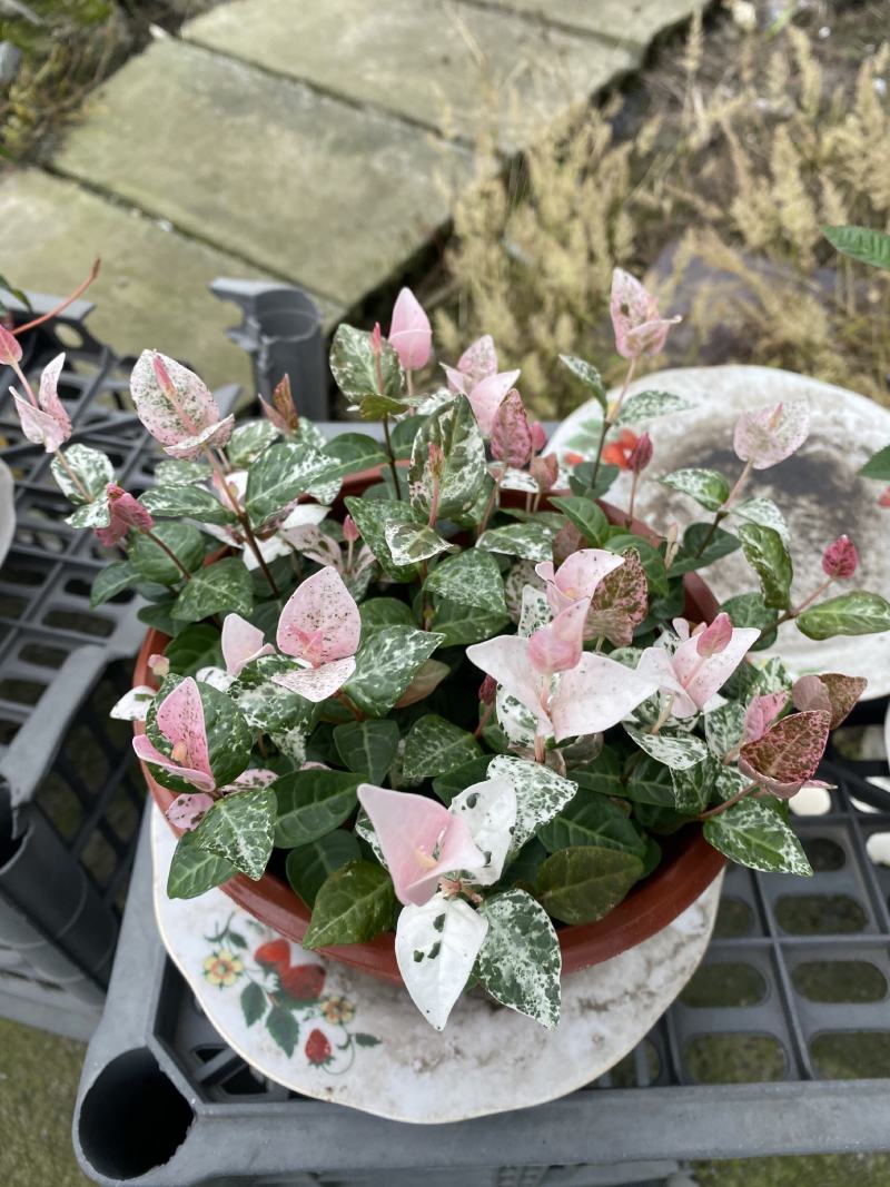 花叶落石/观赏植物/颜色丰富/基地直销货源
