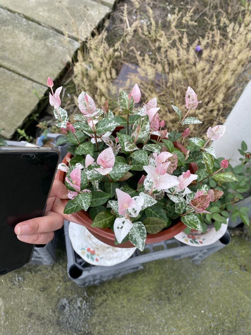 花叶落石/观赏植物/颜色丰富/基地直销货源