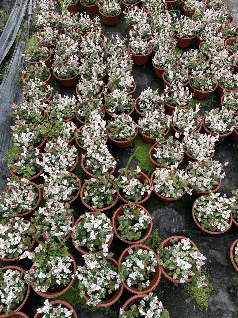 花叶落石/观赏植物/颜色丰富/基地直销货源