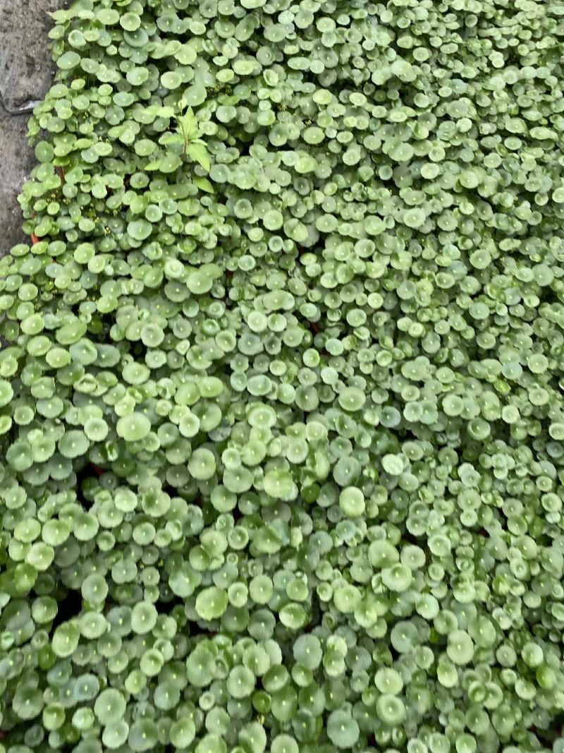 铜钱草/观叶植物/花卉盆景/家庭办公必备/基地直销