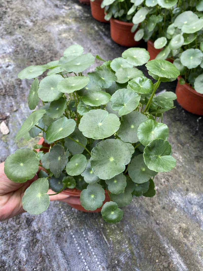 铜钱草/观叶植物/花卉盆景/家庭办公必备/基地直销