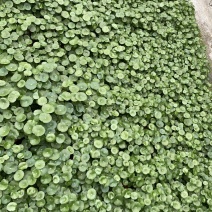 铜钱草/观叶植物/花卉盆景/家庭办公必备/基地直销