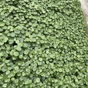 铜钱草/观叶植物/花卉盆景/家庭办公必备/基地直销