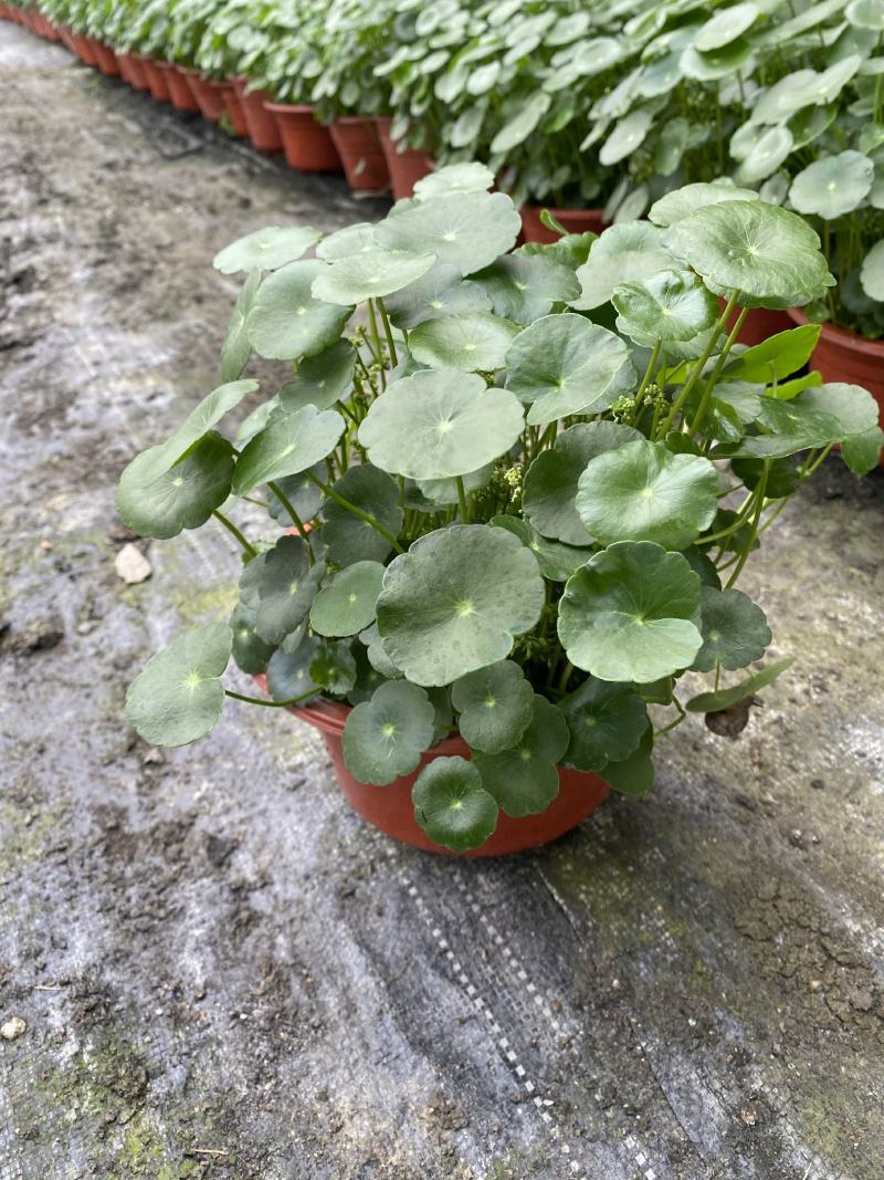 铜钱草/观叶植物/花卉盆景/家庭办公必备/基地直销