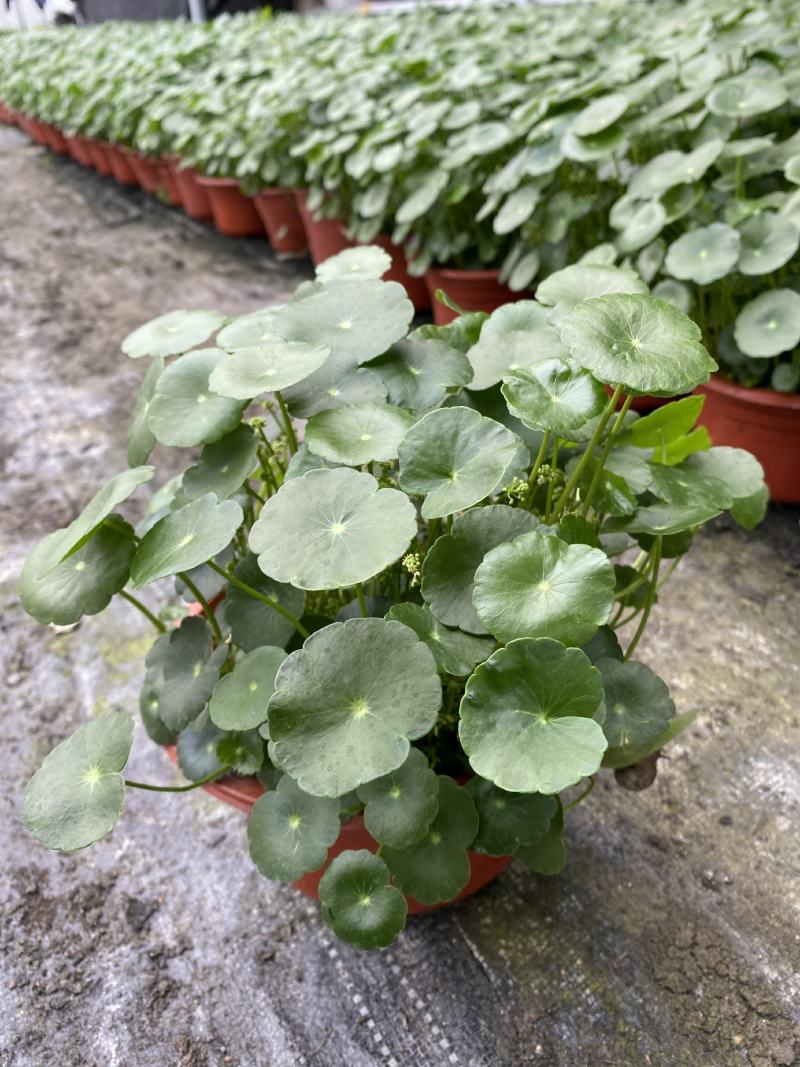 铜钱草/观叶植物/花卉盆景/家庭办公必备/基地直销