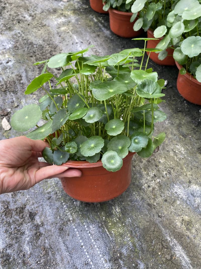 铜钱草/观叶植物/花卉盆景/家庭办公必备/基地直销