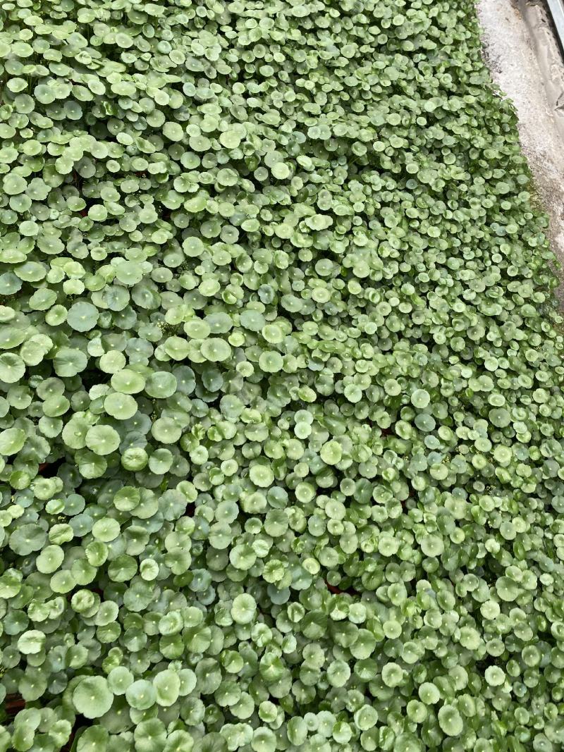 铜钱草/观叶植物/花卉盆景/家庭办公必备/基地直销