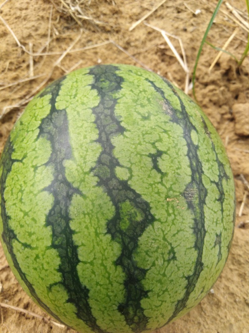 河南开封龙卷风西瓜，8斤以上，沙瓤，包熟包甜，货源充足。