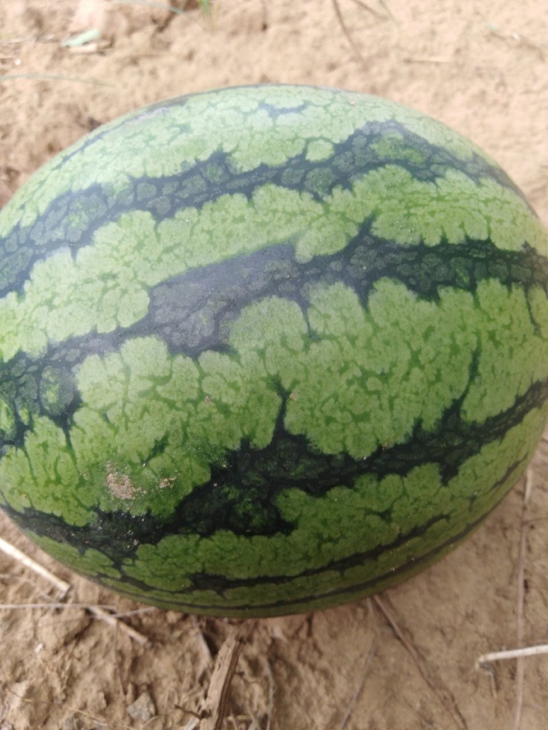 河南开封龙卷风西瓜，8斤以上，沙瓤，包熟包甜，货源充足。