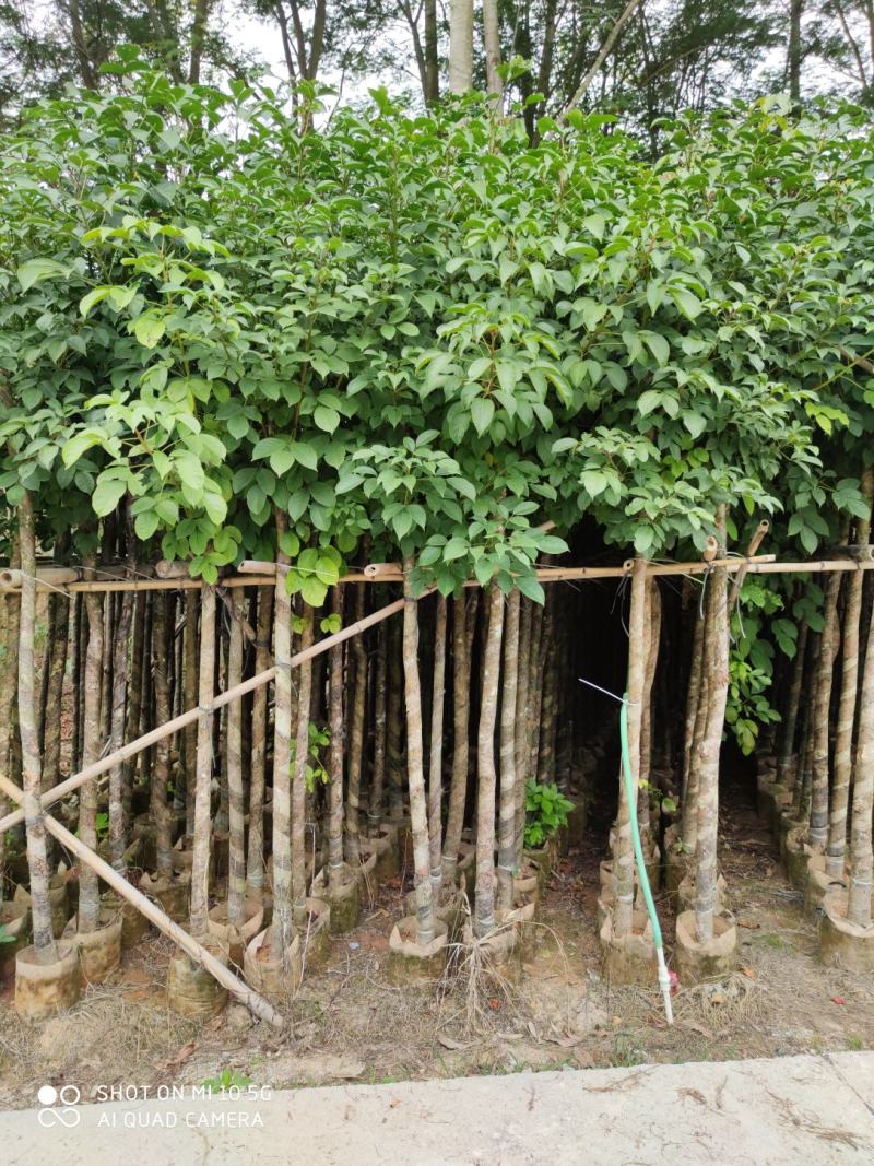 5-8-10分秋枫袋苗，广东秋枫袋苗批发，普宁秋枫
